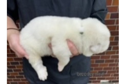 成約済の千葉県のグレートピレニーズ-313614の16枚目